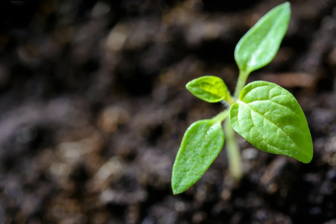 Comment la GED Contribue au Développement Durable.