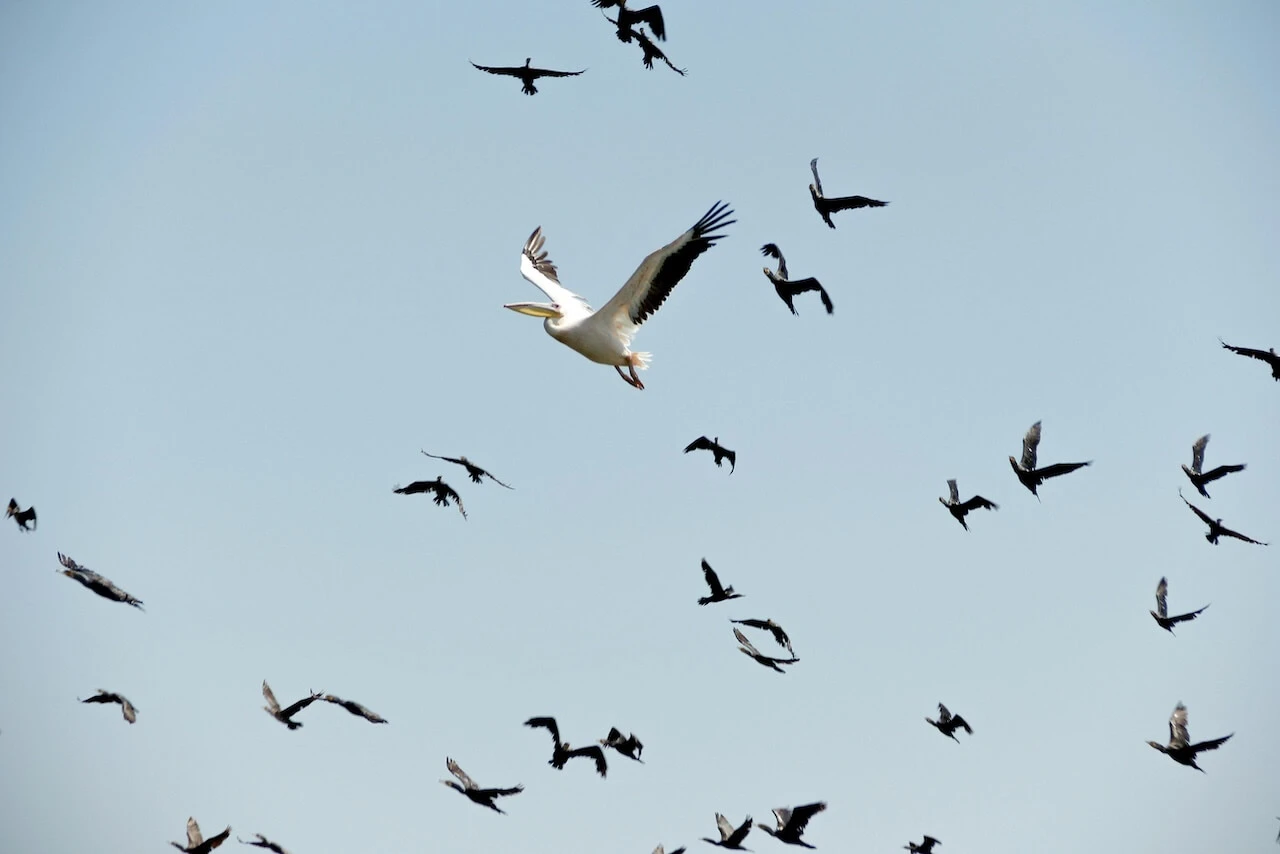 Guide Complet pour la Migration Vers une GED.